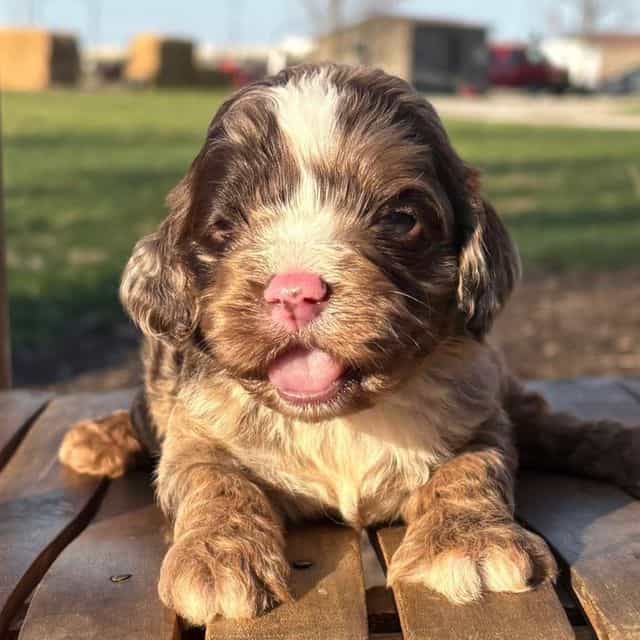 Henry - Cavapoo Male