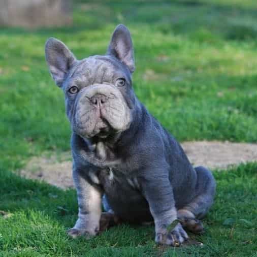 RALF - French Bulldog Male