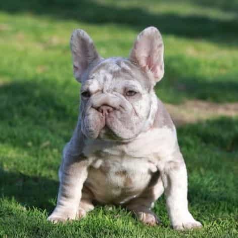 REGINS - French Bulldog Female