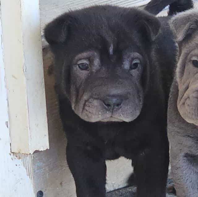 Nails - Chinese Shar-Pei Male