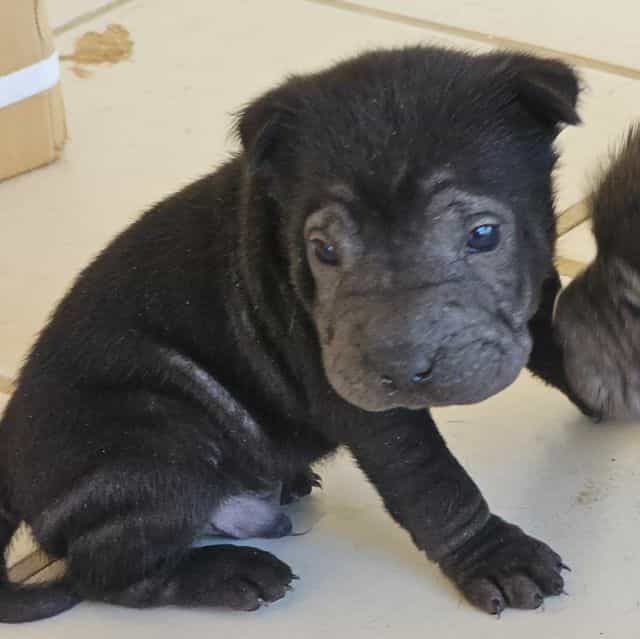 Screws - Chinese Shar-Pei Male