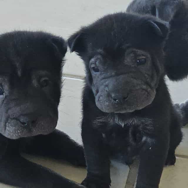 Screws - Chinese Shar-Pei Male