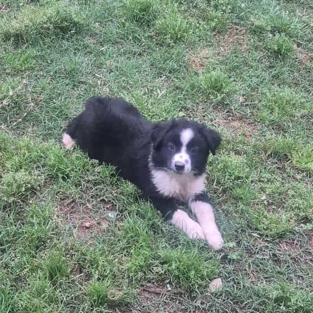 Mounds - Australian Shepherd Male