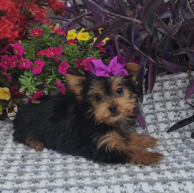 Miley - Yorkshire Terrier Female