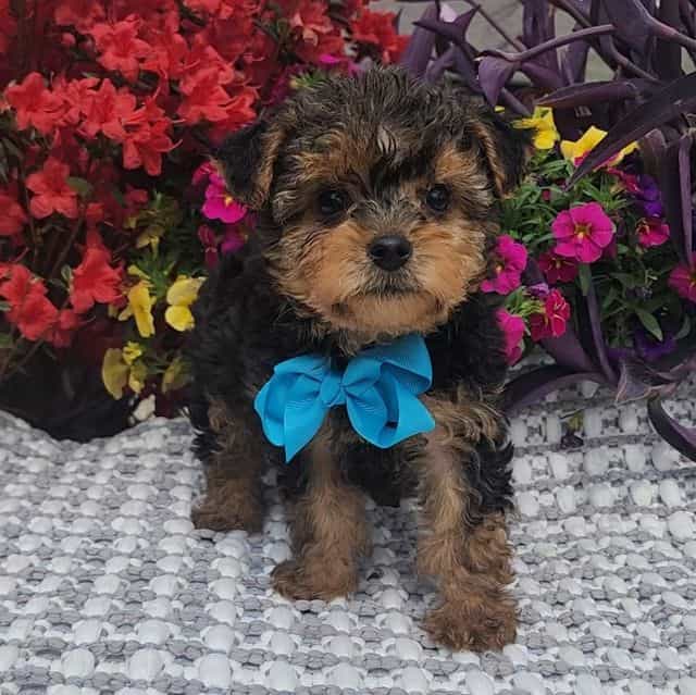 Rupert - Yorkshire Terrier Male