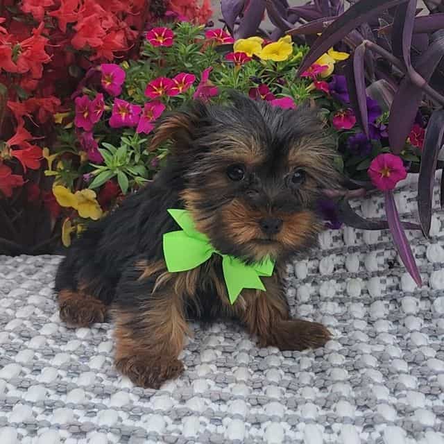 Baxter - Yorkshire Terrier Male