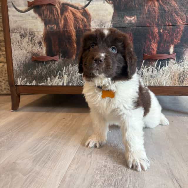 Brooklyn  - Newfoundland Female