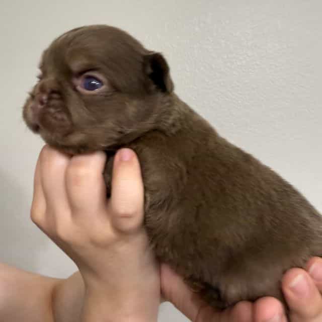 Dannie - French Bulldog Male