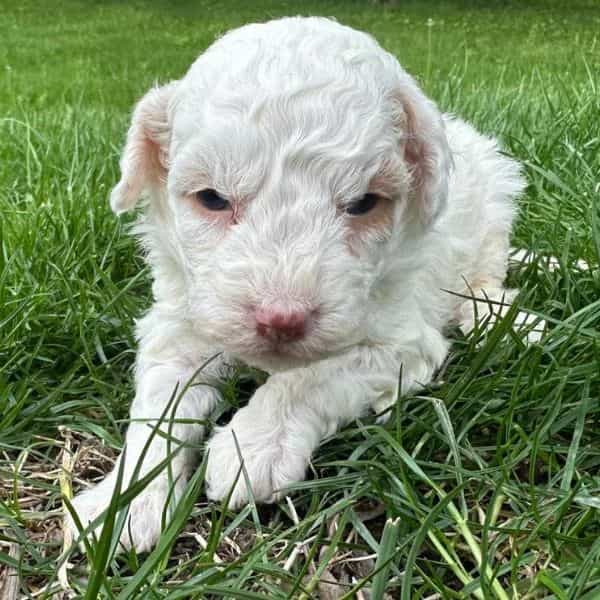 Sugar - Bernedoodle Female