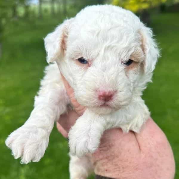 Sugar - Bernedoodle Female