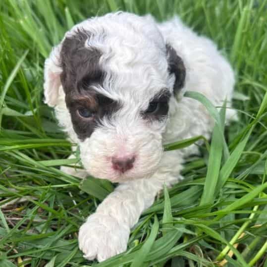 Taco - Bernedoodle Male