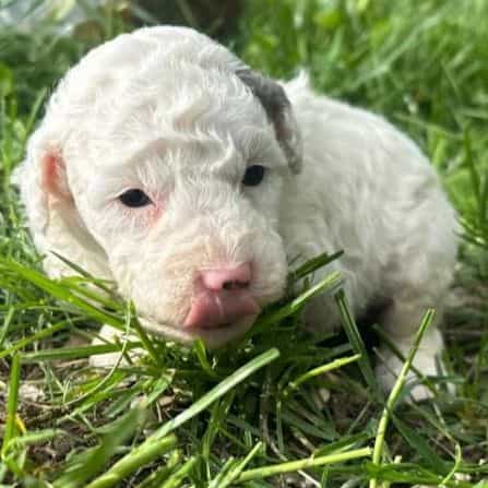 Pretzel - Bernedoodle Male