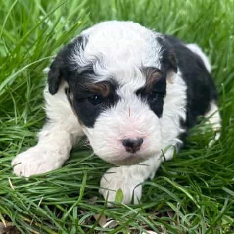 Nacho - Bernedoodle Male