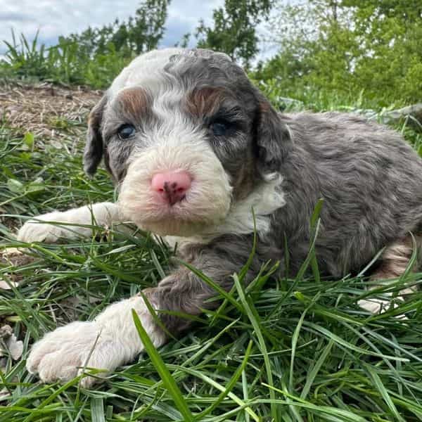 Pickles - Bernedoodle Male