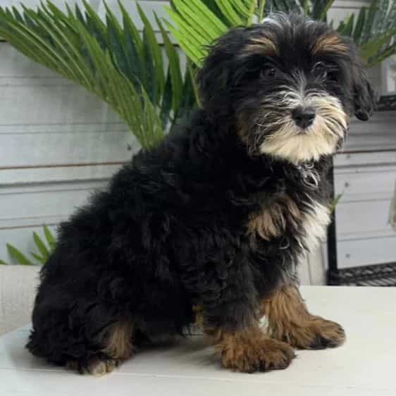 Red - Bernedoodle Male