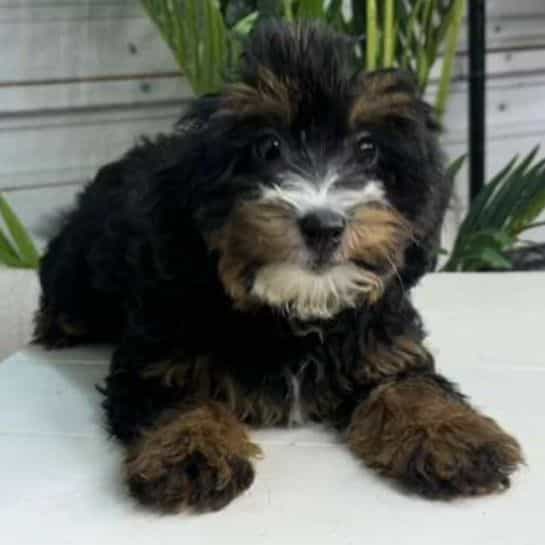 Raphael - Bernedoodle Male
