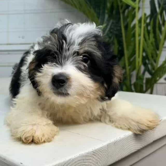 Colin - Bernedoodle Male