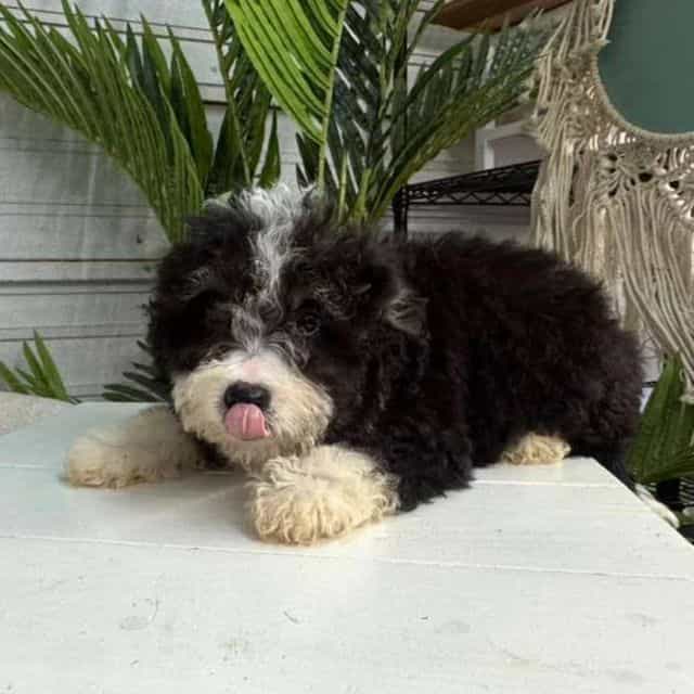 Stefan - Bernedoodle Male