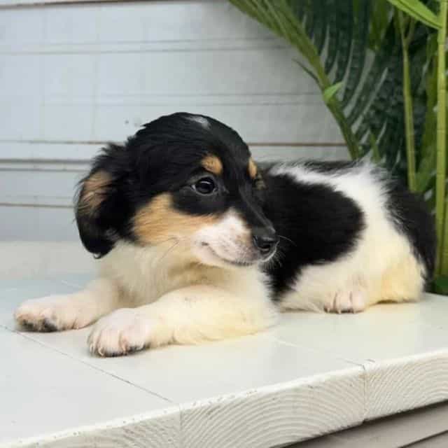 Monica - Bernedoodle Male