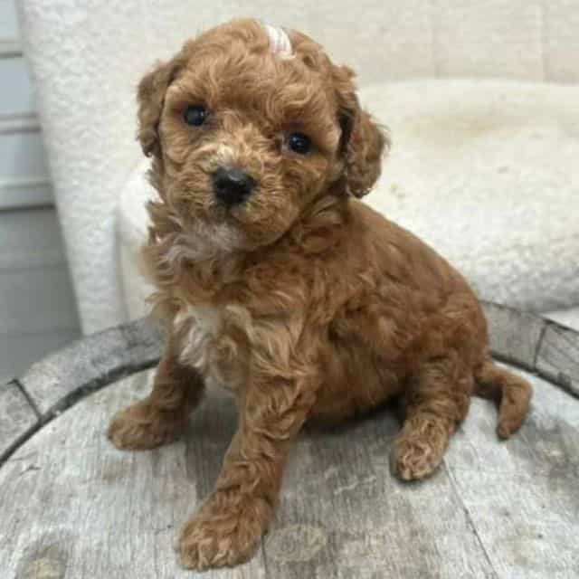 Klaire - Bernedoodle Female