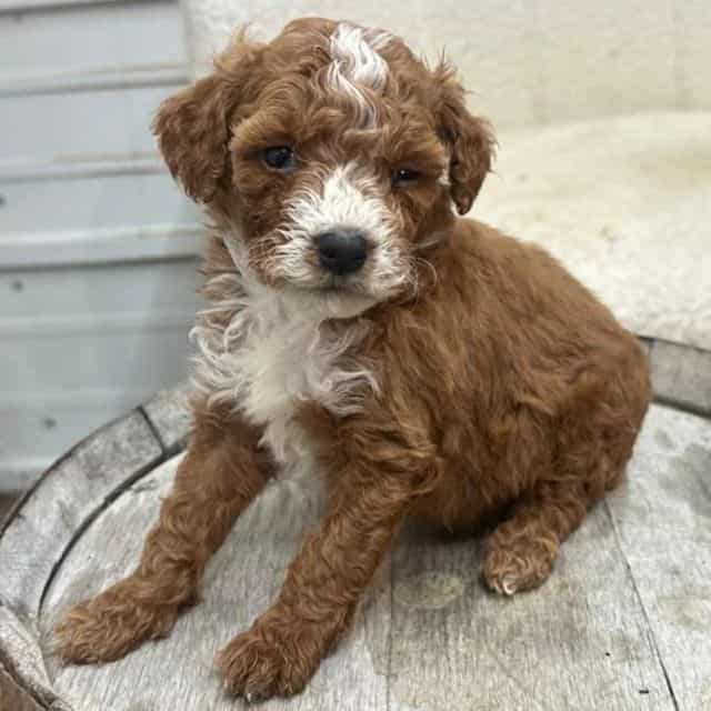 Sunshine - Bernedoodle Female