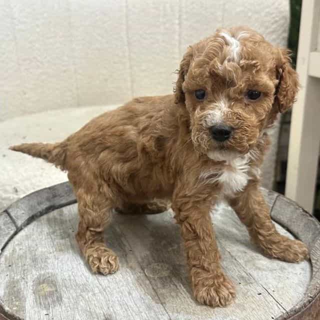 Pepper - Bernedoodle Female