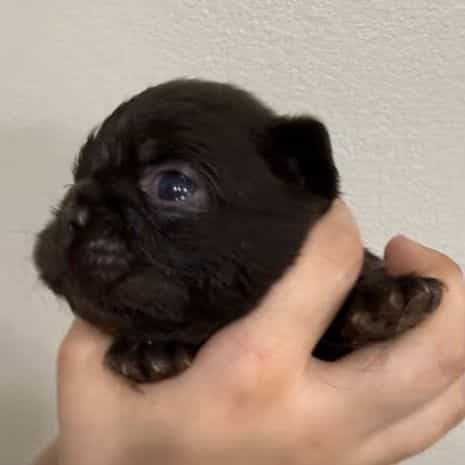 Kenicky - French Bulldog Male