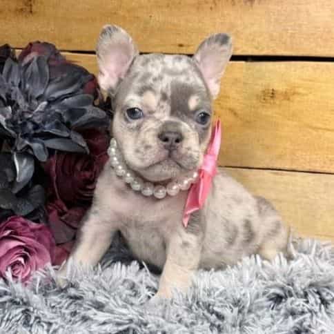 Birdie - French Bulldog Female