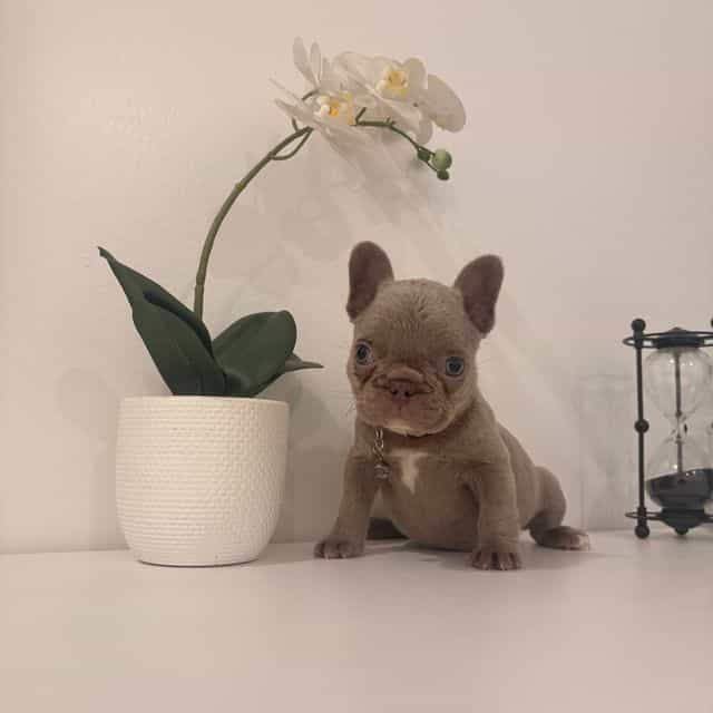 Chanel - French Bulldog Female