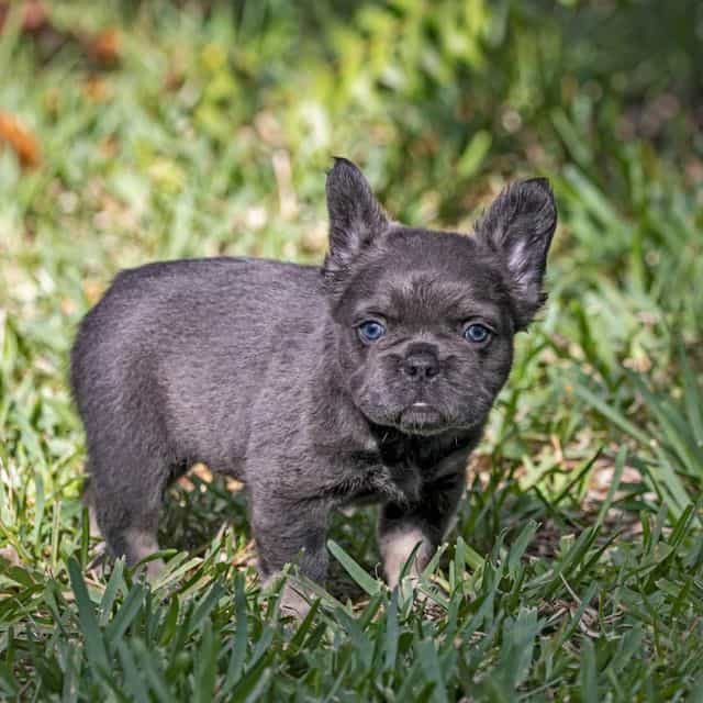 Fendi - French Bulldog Female