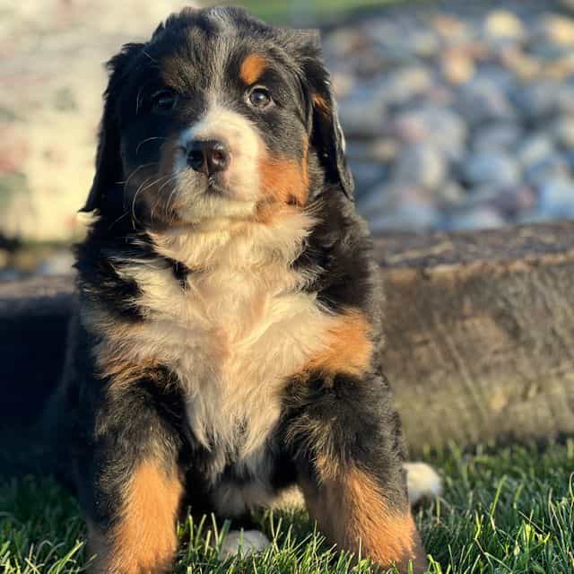 Trina - Bernese Mountain Dog Female