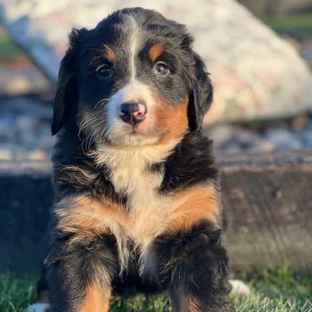 Tiffany - Bernese Mountain Dog Female