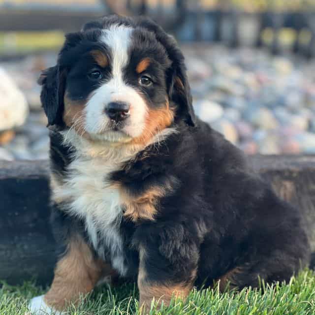 Tricia - Bernese Mountain Dog Female