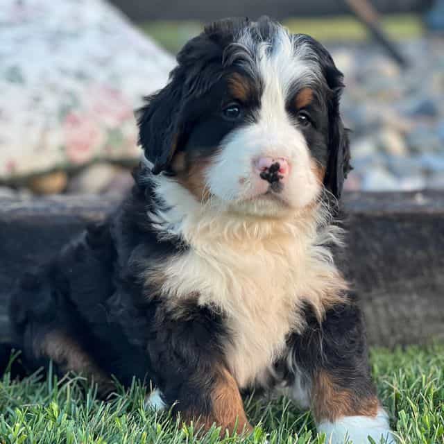 Romeo - Bernese Mountain Dog Male