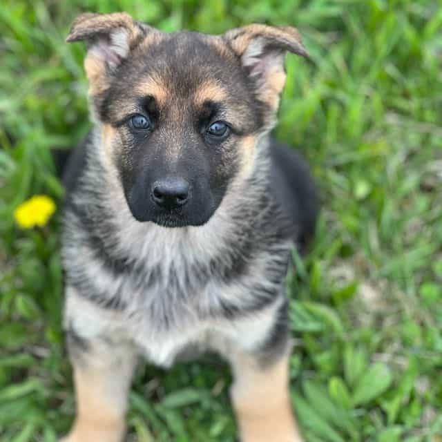 Luna - German Shepherd Dog Female