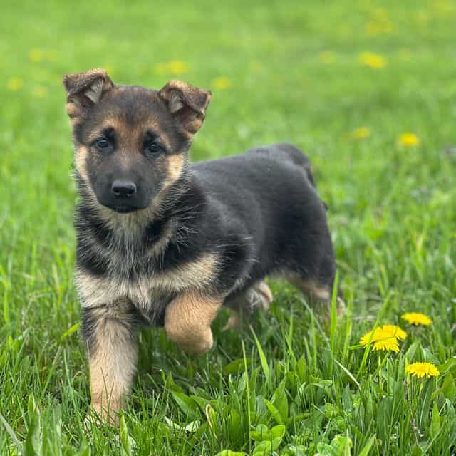 Lemon - German Shepherd Dog Female