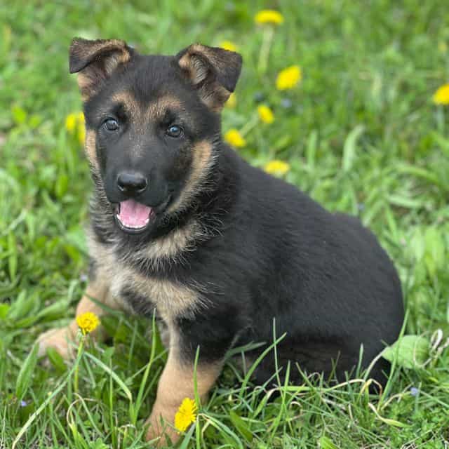 Lulu - German Shepherd Dog Female
