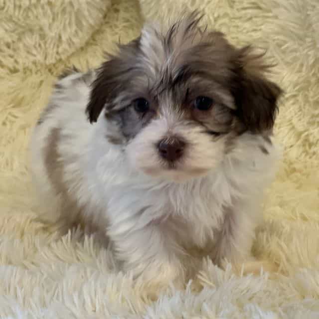 Sue - Havanese Female