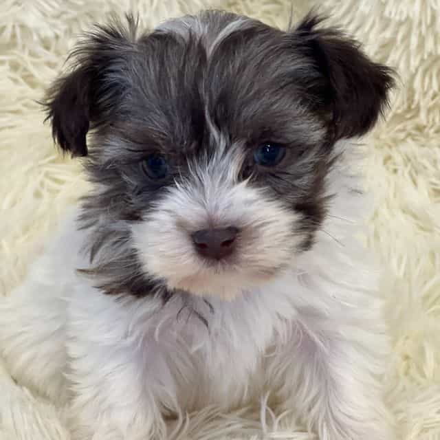 Shannon - Havanese Female