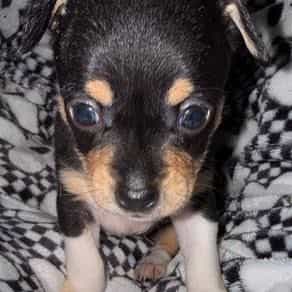 Trixi - Chihuahua Male