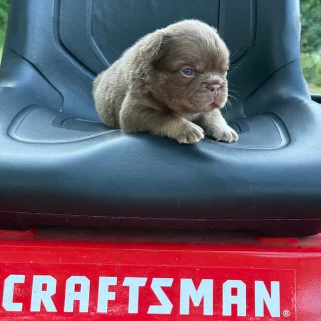 Dannie - French Bulldog Male