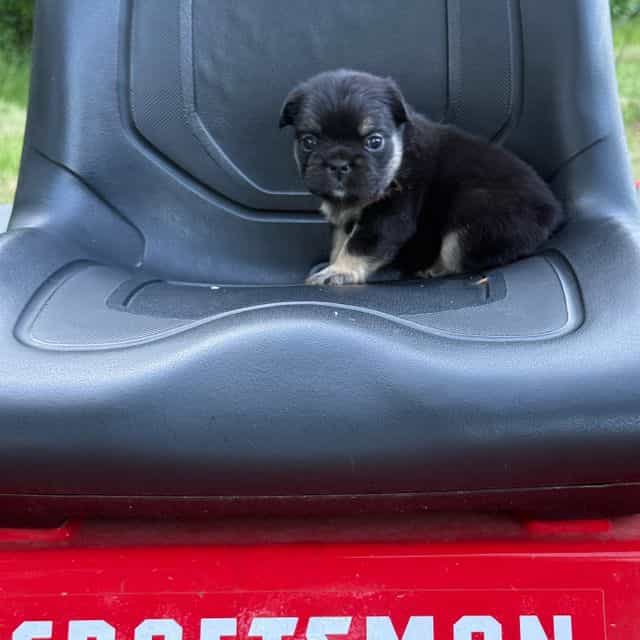 Rizzo  - French Bulldog Female