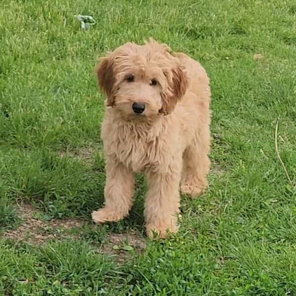 Oliver(mini) - Goldendoodle Male