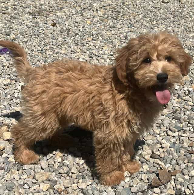 Milo - Goldendoodle Male