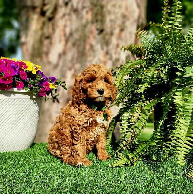 Barron (mini) - Goldendoodle Male