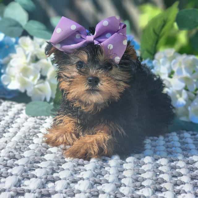 Maddie - Yorkshire Terrier Female