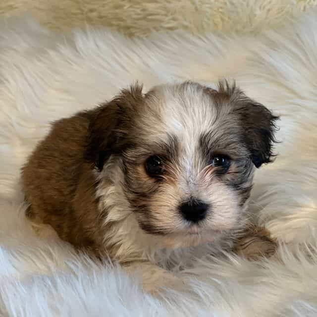 Sasha - Havanese Female