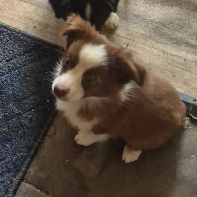 Butterfinger - Australian Shepherd Female