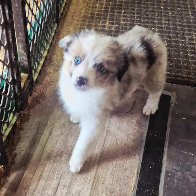 Milky way - Australian Shepherd Female