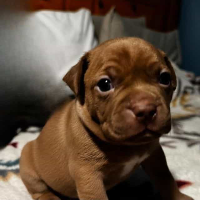 Max - Frenchton Male